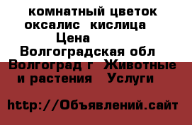 комнатный цветок оксалис (кислица) › Цена ­ 130 - Волгоградская обл., Волгоград г. Животные и растения » Услуги   